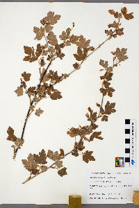 Ribes hirtellum image