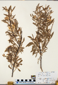 Salix serissima image