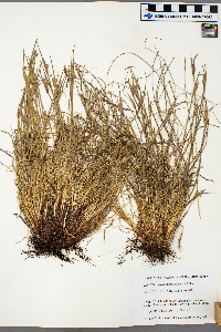 Sisyrinchium campestre image