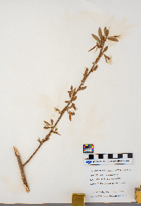 Salix eriocephala image