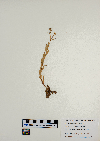 Oenothera perennis image