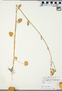 Packera pseudaurea image