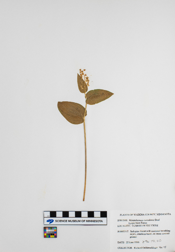 Maianthemum canadense image