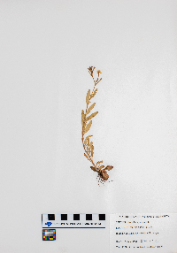 Oenothera perennis image