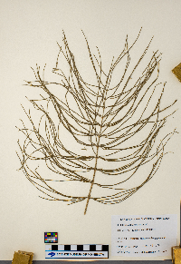 Equisetum arvense image