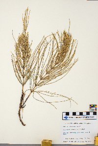 Equisetum arvense image