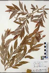 Salix eriocephala image