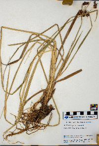 Scirpus atrovirens image