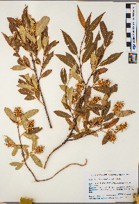 Salix serissima image