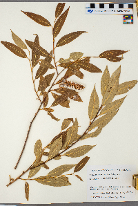 Salix serissima image