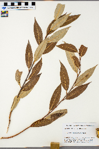 Salix serissima image