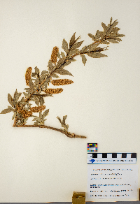 Salix serissima image