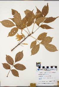Fraxinus nigra image