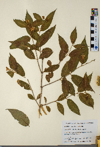 Diervilla lonicera image