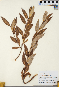 Salix serissima image