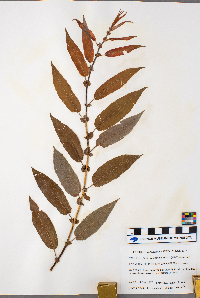 Salix eriocephala image