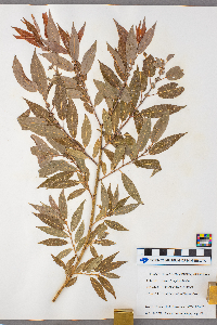 Salix eriocephala image