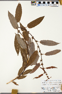 Salix eriocephala image