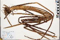 Sparganium eurycarpum image