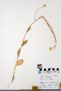 Sinapis arvensis image