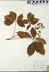 Parthenocissus inserta image