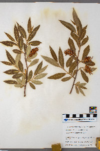 Salix serissima image