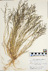 Eragrostis pectinacea image