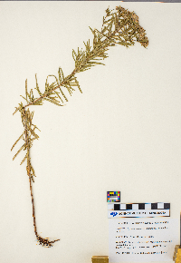 Pycnanthemum virginianum image