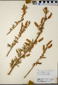 Salix serissima image