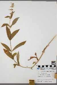 Stachys palustris image