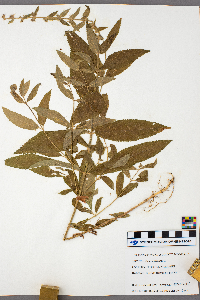 Stachys palustris image