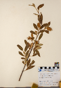 Salix serissima image