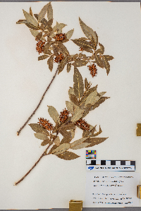 Salix serissima image