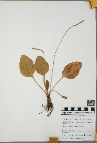 Bidens cernua image