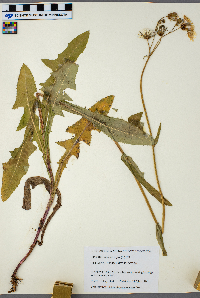 Sonchus asper image