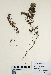 Utricularia intermedia image