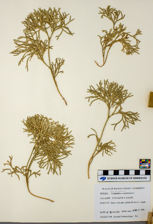 Diphasiastrum complanatum image