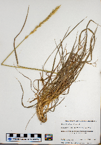 Elymus virginicus image