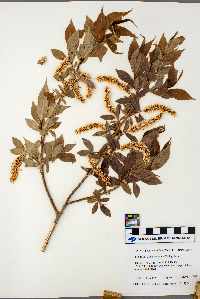 Salix serissima image