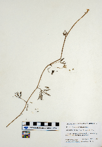 Ranunculus flabellaris image