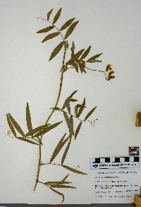 Lathyrus palustris image