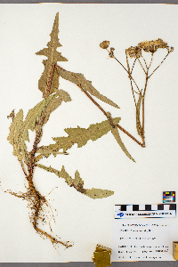 Sonchus asper image