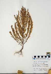 Lechea intermedia image