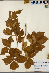 Rubus ferrofluvius image