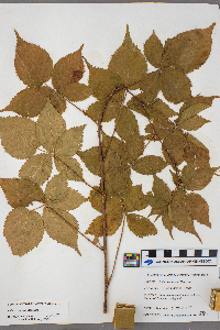 Rubus frondosus image