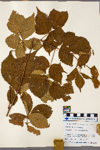 Rubus rosa image