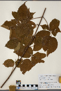 Rubus rosa image