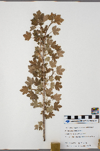 Ribes hirtellum image