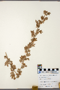 Ribes hirtellum image