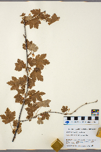 Ribes hirtellum image